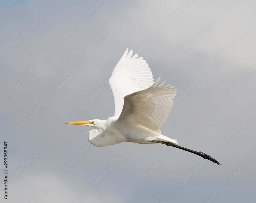 Great egret flying over ocean on the Galveston beach, Texas, USA.. Great egret flying over ocean on the Galveston beach, Texas, USA..