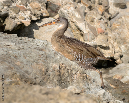 Virginia Rail (Rallus limicola) walking on the wild beach, Galveston, Texas, USA photo