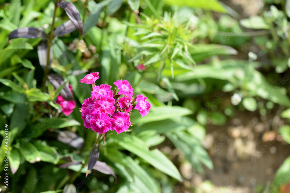 Dianthus barbatus (Sweet William) bright flowers in a summer garden on a sunny day close-up Dianthus barbatus (Sweet William) bright flowers in a summer garden on a sunny day close-up