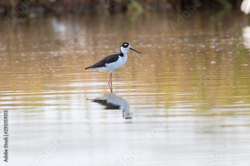 Black-necked stilt (Himantopus mexicanus) wading at marsch land of East End of Galveston, Texas, USA.