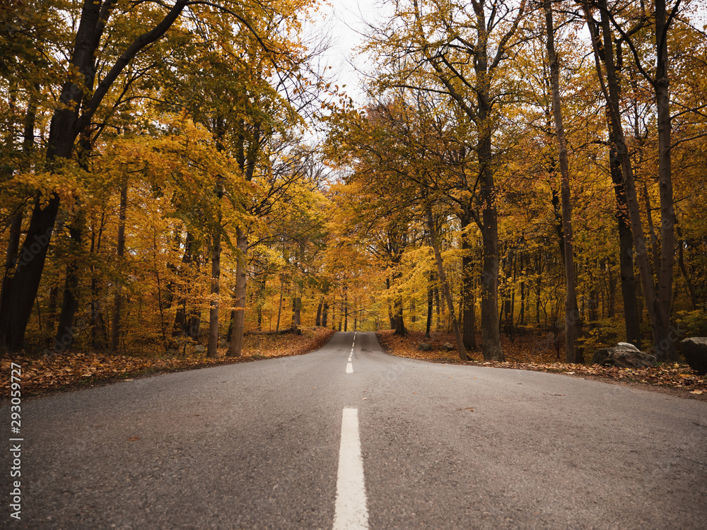 Yellow trees and road in autumn