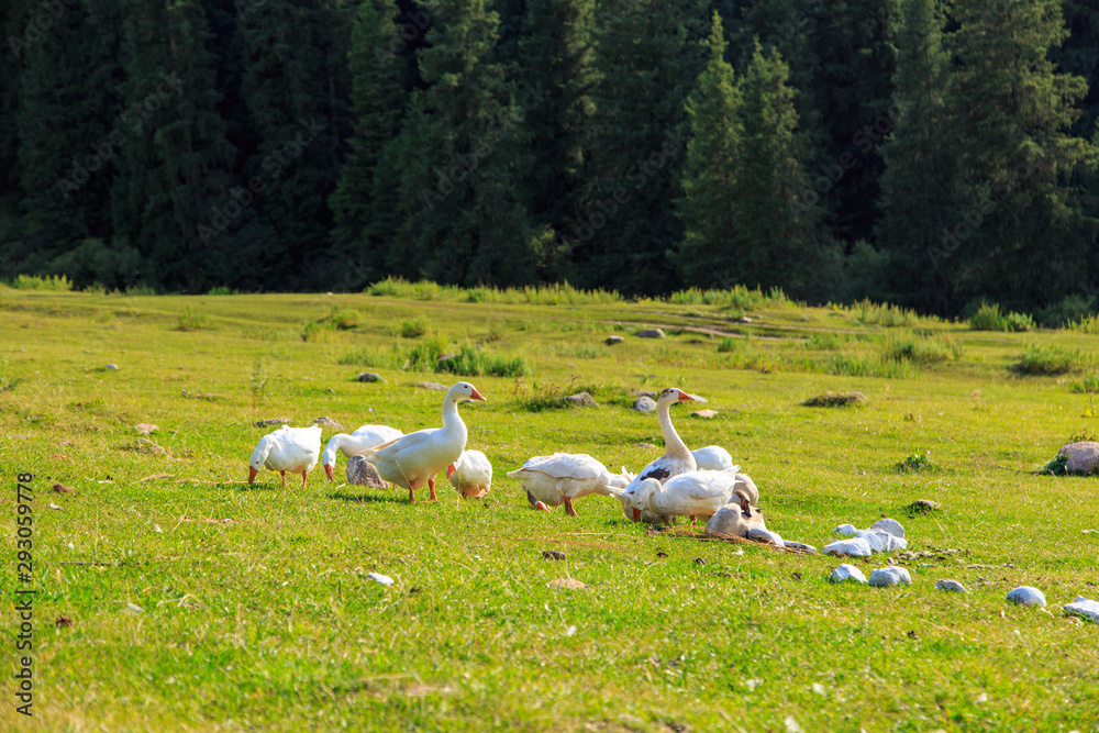 White geese in the grass in the meadow. Poultry grazing in the mountains on nature.