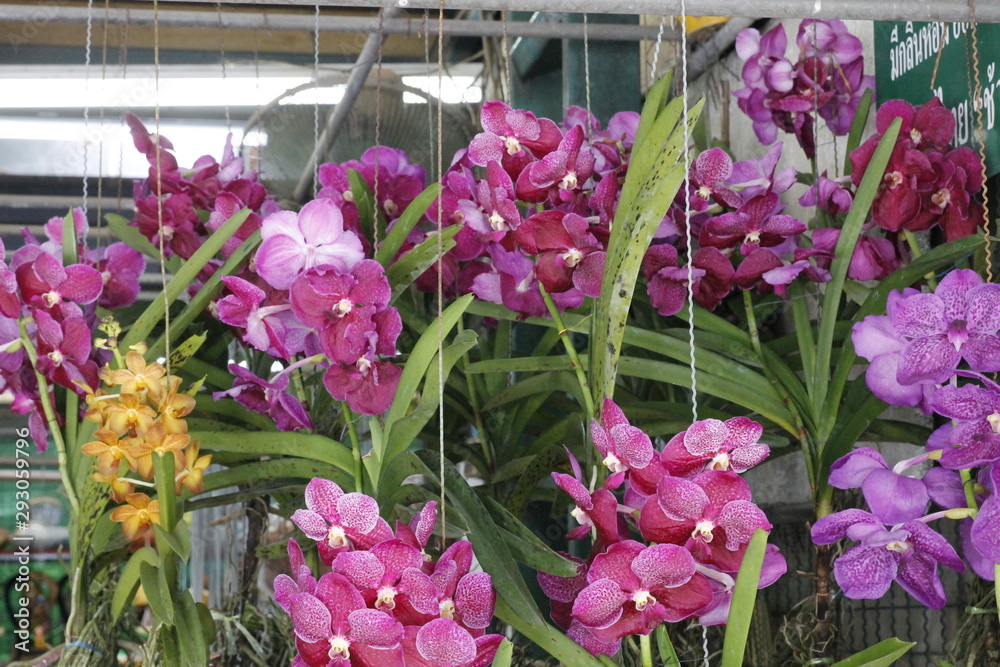 Obraz premium beautiful colors,