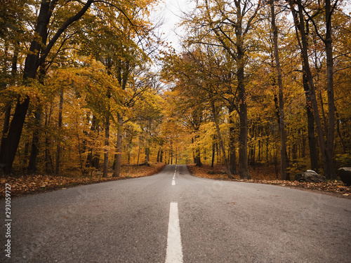 Yellow trees and road in autumn