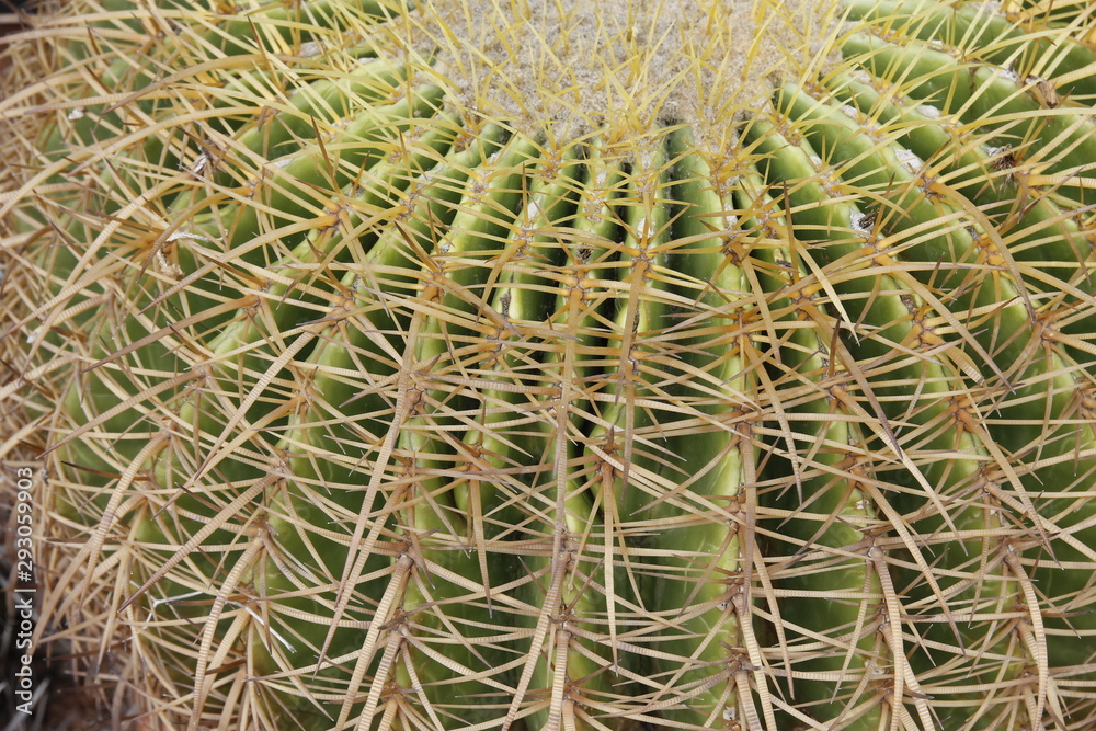 Small cactus in a beautiful pot is the product of export trade. Small cactus in a beautiful pot is the product of export trade.