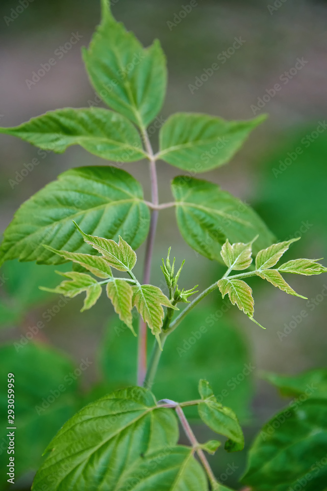 Beautiful bush branch close-up with young leaves on a summer day. Beautiful bush branch close-up with young leaves on a summer day.
