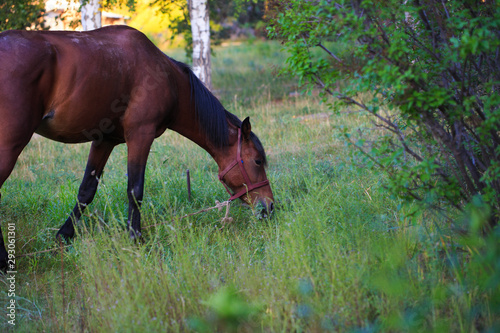 A horse grazes in a meadow in the village. Agriculture. Cattle grazing