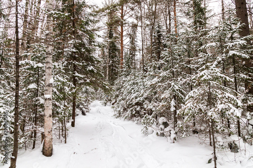 Zimowy krajobraz. Taganay National Park, Czelabińsk, Południowy Ural, Rosja