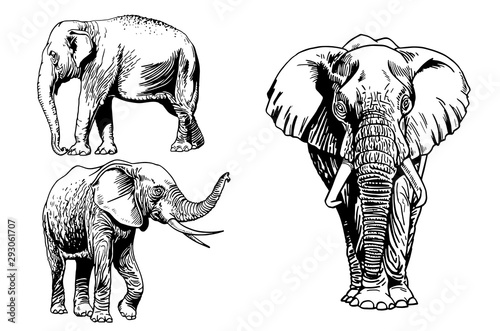 Graphical set of elephants isolated on white background,vector illustration for tattoo ,coloring and printing