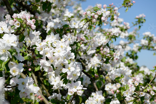 flowering apple blossom in orchard on apple tree in springtime © Carola Schubbel