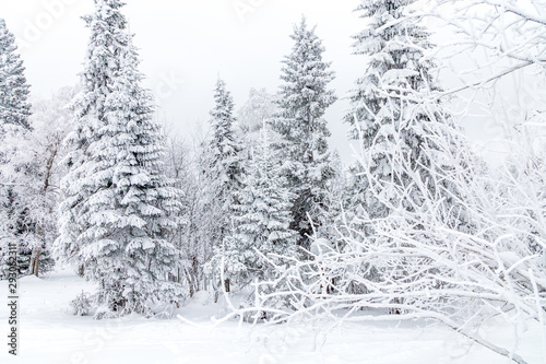 Winter landscape. Taganay national Park  Chelyabinsk region  South Ural  Russia