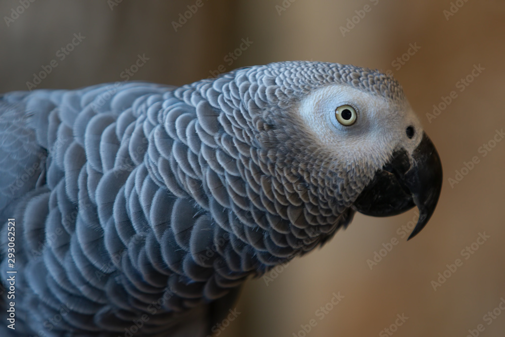 Obraz premium African Grey Congo Parrot Bird Close Up Face Looking Right