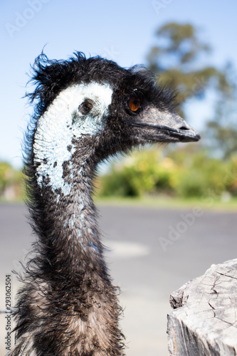 Pale blue face of emu foraging