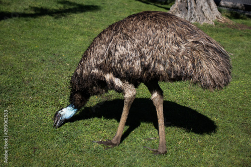 Pale blue face of emu foraging