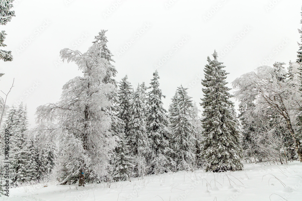 Naklejka premium Winter landscape. Taganay national Park, Chelyabinsk region, South Ural, Russia