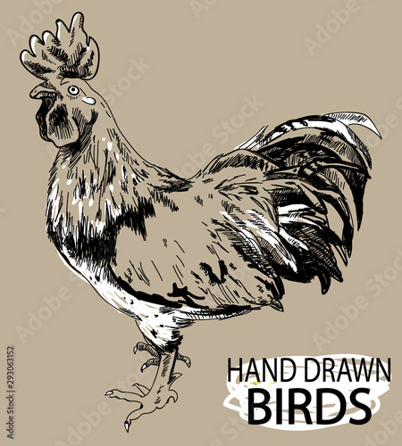 Adult cock. A beautiful cock with a bushy tail and a large crest. Drawing by hand in vintage style.