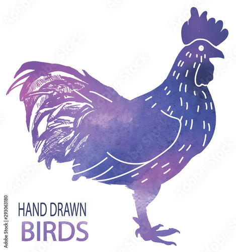 Adult cock. A beautiful cock with a bushy tail and a large crest. Drawing by hand in vintage style.