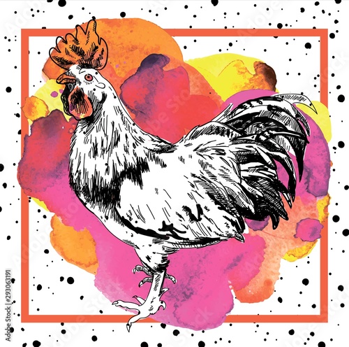 Adult cock. A beautiful cock with a bushy tail and a large crest. Drawing by hand in vintage style.