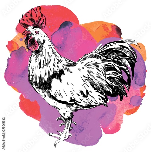Adult cock. A beautiful cock with a bushy tail and a large crest. Drawing by hand in vintage style.