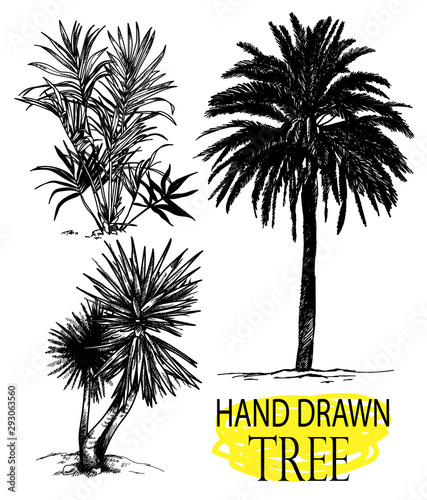 Palma. A set of images in vintage style. Drawing by hand with a pencil. Tropical plants.
