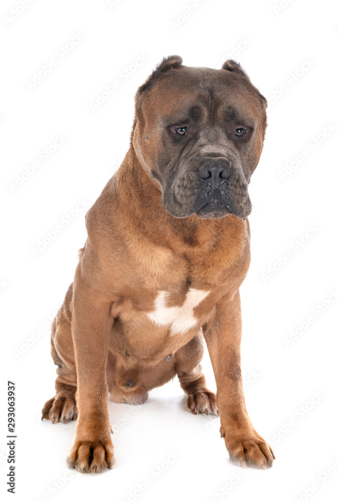 Obraz premium adult cane corso