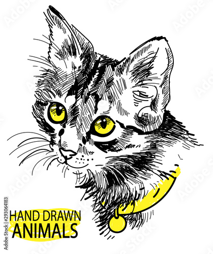 cat head freehand drawing in vintage style. Cute kitten wearing a collar.