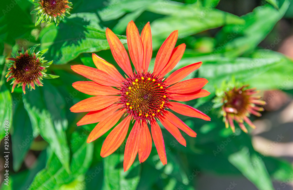 A close-up of the colorful chrysanthemums in the flowers A close-up of the colorful chrysanthemums in the flowers