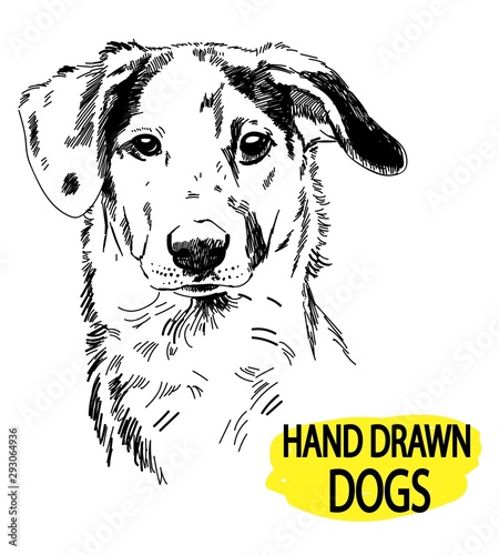 Spotted Dog. Drawing by hand a pen. Vintage drawing.