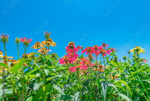 Beautiful red chrysanthemums under the blue sky