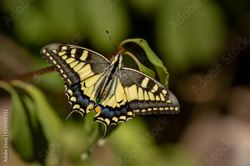 macro di un macaone, Papilio machaon photo