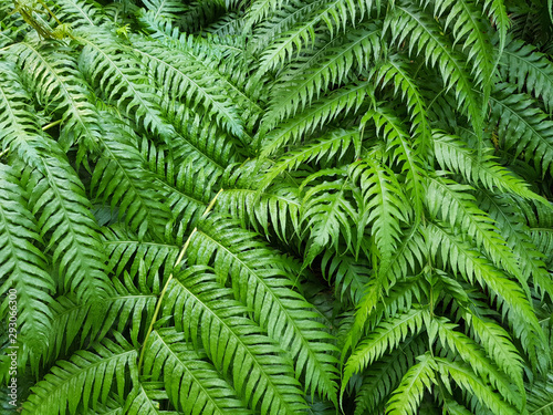 Green Fern Leaves as Pattern Background