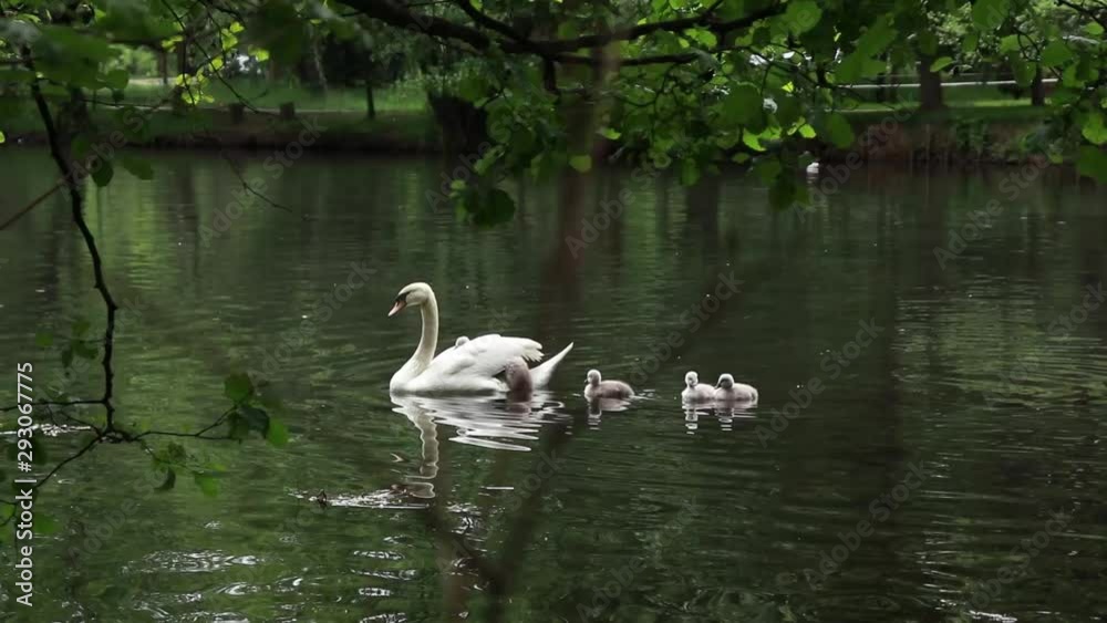 small swans try to climb into the mother's back small swans try to climb into the mother's back