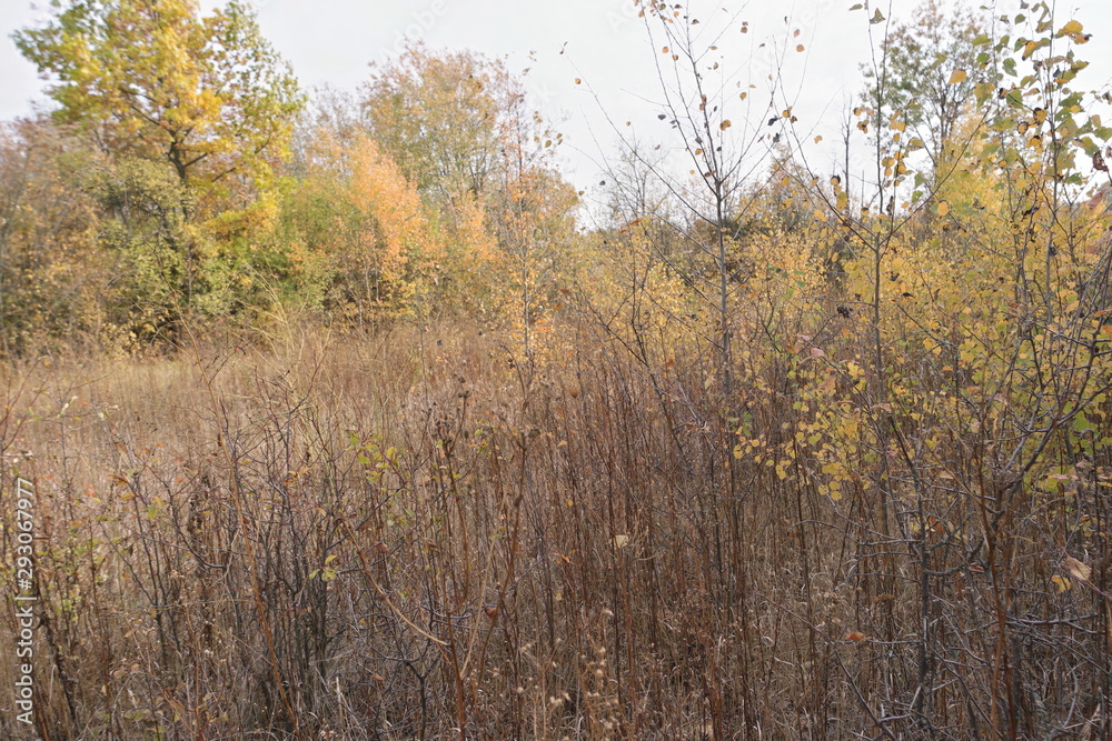 Fototapeta premium autumn in the forest
