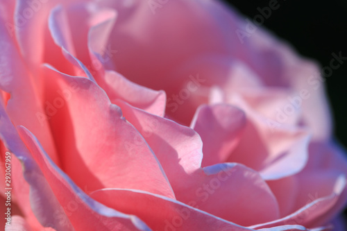 Fototapeta Naklejka Na Ścianę i Meble -  Colorful, beautiful, delicate rose in the garden. Pink rose. Natural background