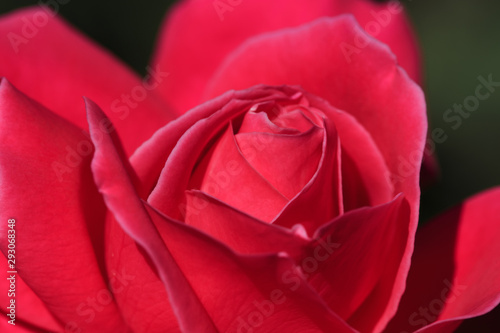 Colorful  beautiful  delicate rose in the garden. Red Rose.