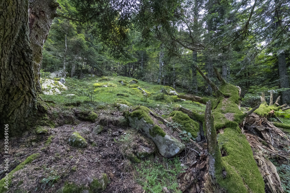 France 2018: The Pyrénées National Park, Moody forest images from a high mountain woods. . France 2018: The Pyrénées National Park, Moody forest images from a high mountain woods. .