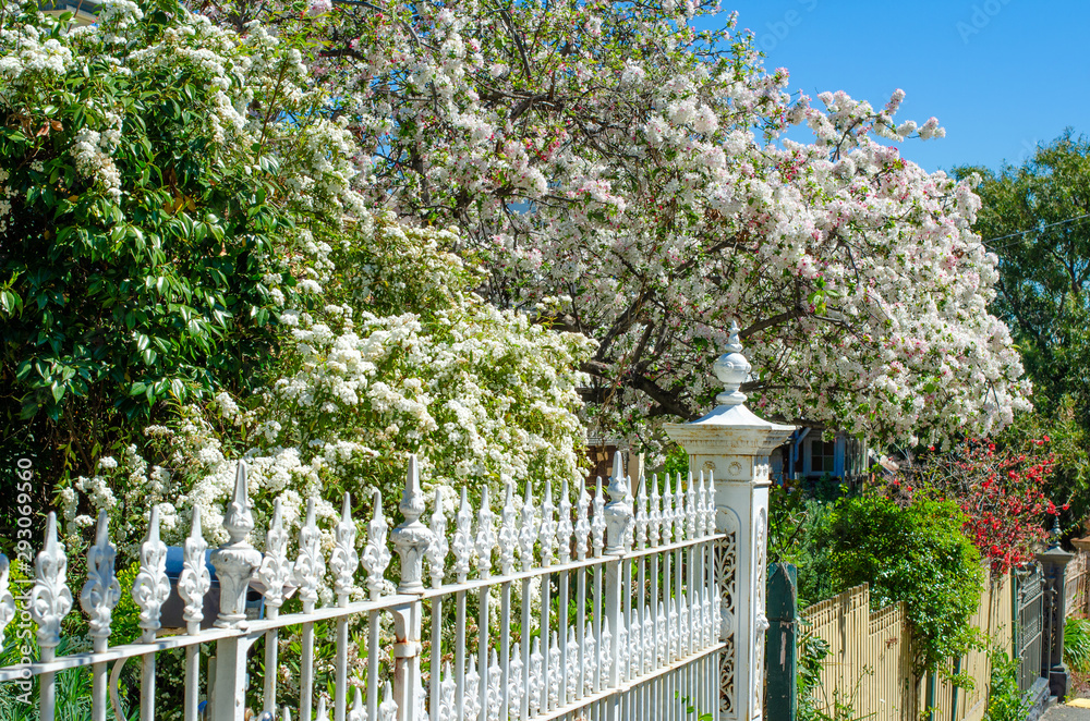 Beautiful blossoms over iron garden fence. Plants in front yard of residential residence in suburb. North Melbourne, VIC Australia.