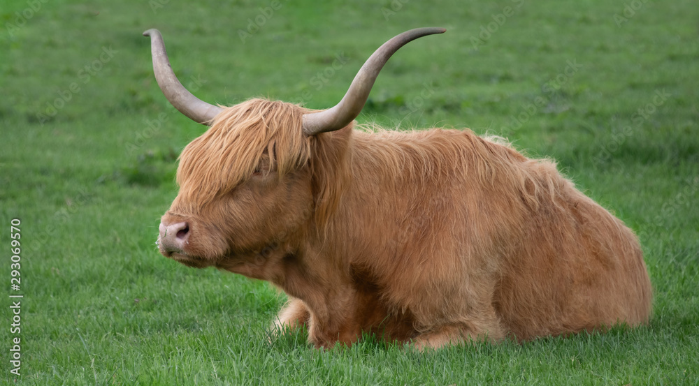 A highland cow with long hair covering its eyes and characteristic long horns lies on the grass A highland cow with long hair covering its eyes and characteristic long horns lies on the grass