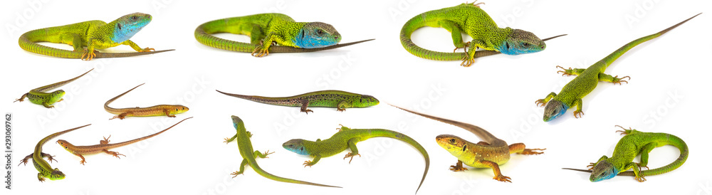 Fototapeta premium Green lizard set collection isolated on white background