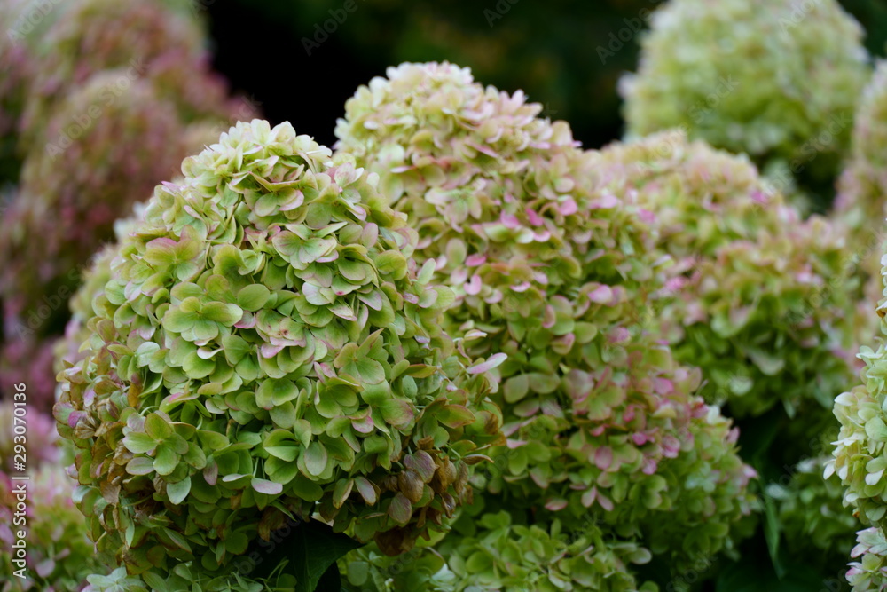 bunches of green hydrangea flowers, light green petals close up bunches of green hydrangea flowers, light green petals close up