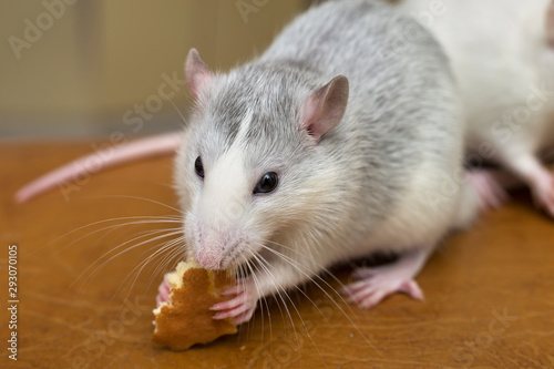 White domestic rat eating bread. Pet animal at home.