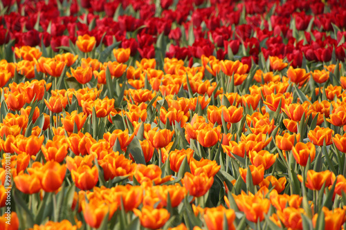 orange and red tulip field  © mary416