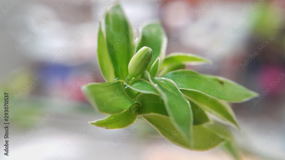 Obraz premium green leaves of a tree
