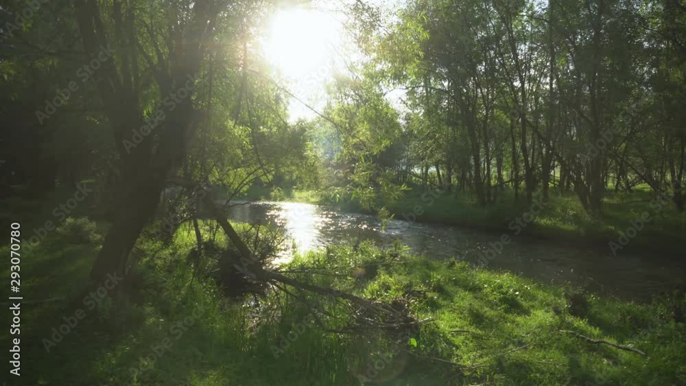 A relaxing shot of a stream running along the forest landscape with sun rays beaming through the trees A relaxing shot of a stream running along the forest landscape with sun rays beaming through the trees