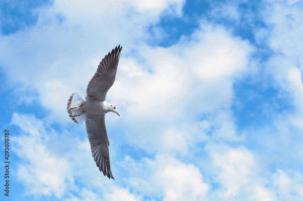 Obraz premium Seagull in the blue sky. Copy space.
