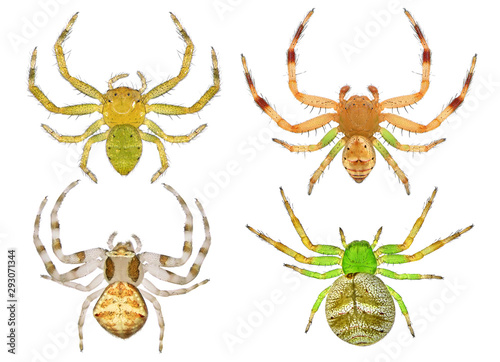 Spiders. Close up. Isolated on a white background