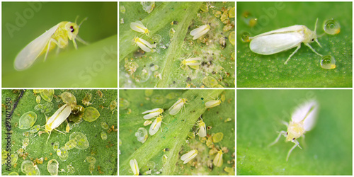 Silverleaf whitefly, Bemisia tabaci (Hemiptera: Aleyrodidae) is a currently important agricultural pest. Nymphs and adults photo