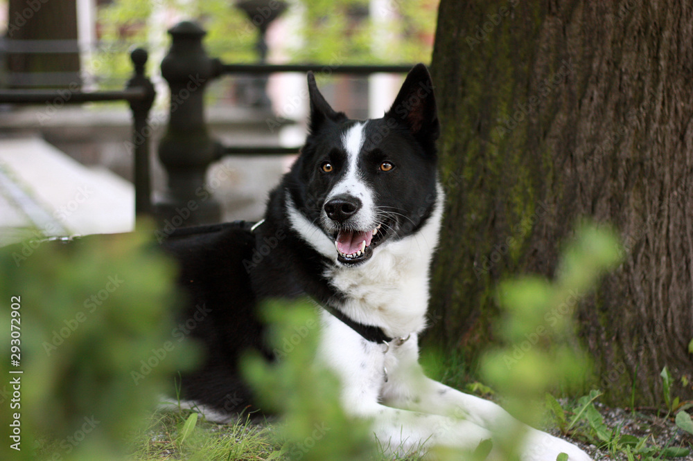 Cheerful dog on the grass. Karelian bears dog, happy dog, dog joy. Cheerful dog on the grass. Karelian bears dog, happy dog, dog joy.