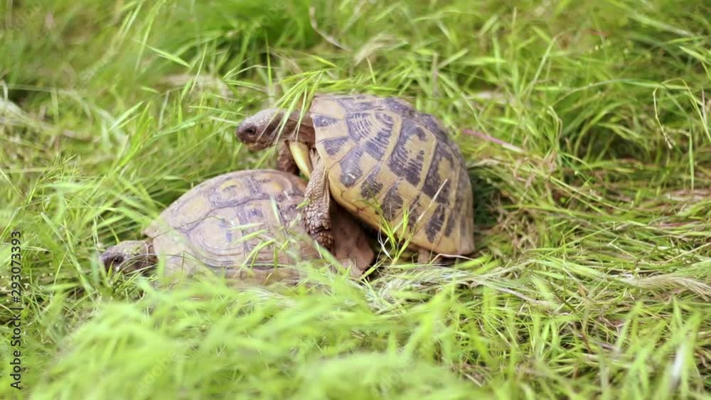 Couple of turtles making love on the green grass Couple of turtles making love on the green grass