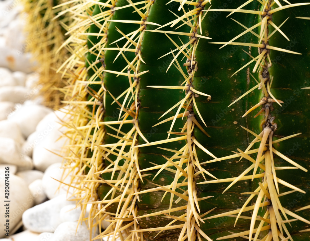 Cactus with spikes macro on white stones Cactus with spikes macro on white stones